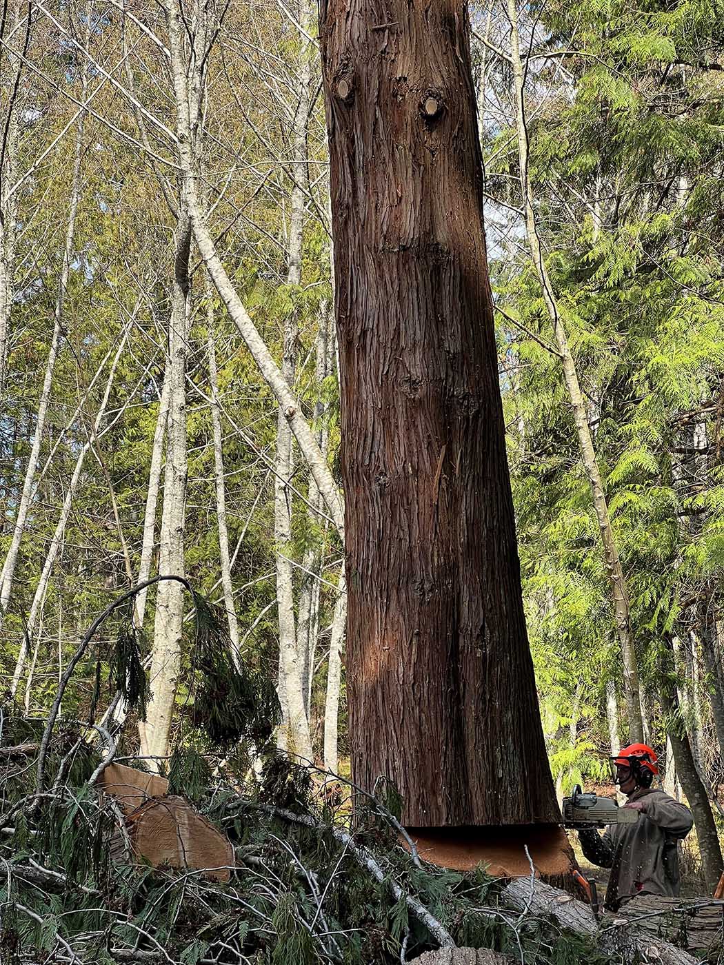 Flex tree Service Nanaimo Vancouver Island