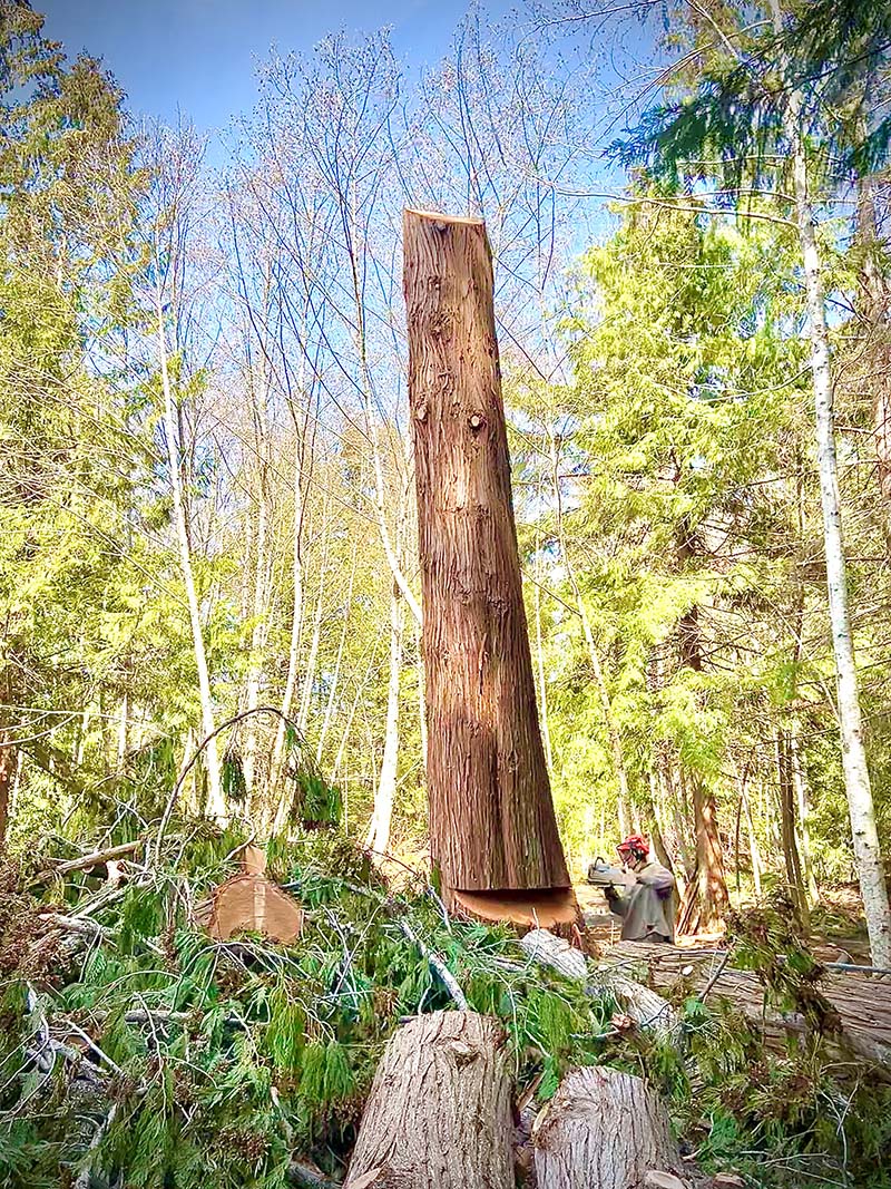 Tree Removal Service Nanaimo