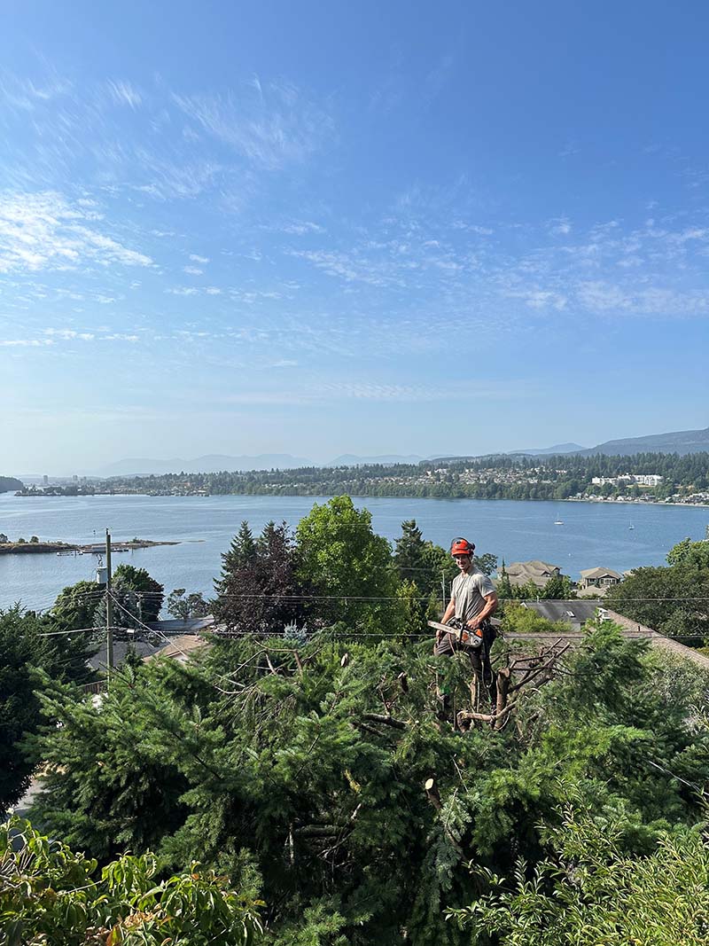 Tree Pruning Service Nanaimo Vancouver Island